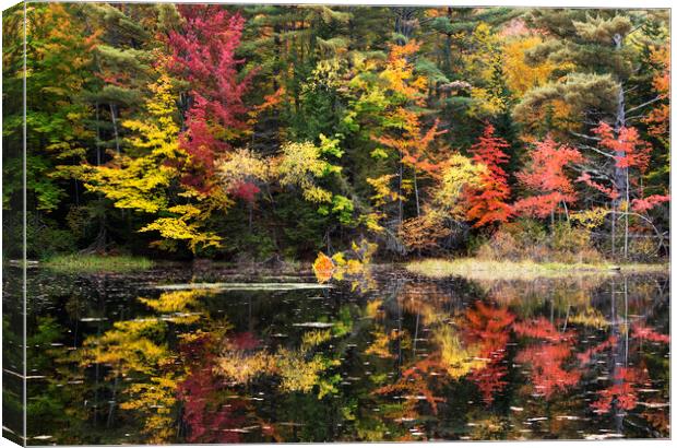 Autumn Colours, New Hampshire Canvas Print by Karl Oparka