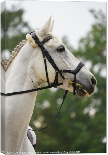 A close up of a horse Canvas Print by Benjamin Gruber