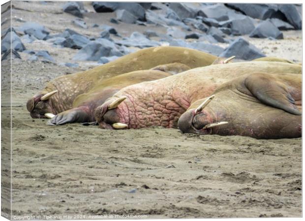 Walrus in a line Canvas Print by Tiphanie May