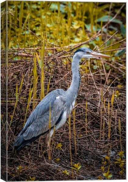 Morning Heron  Canvas Print by Steven Kirsop