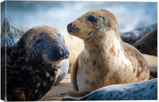 Seals of Horsey Gap  Canvas Print by Steven Kirsop