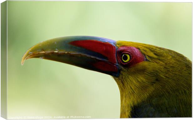 Saffron toucanet's eye Canvas Print by Rene Kluge