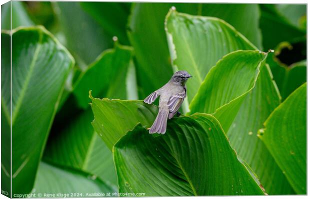Bird relaxing on the leafs Canvas Print by Rene Kluge