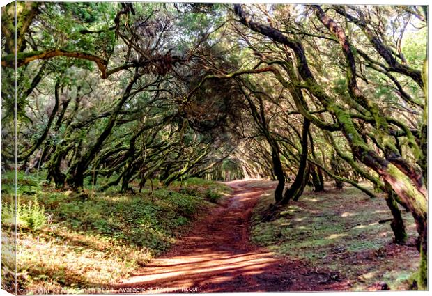 Forest Path Canvas Print by Alan Smith