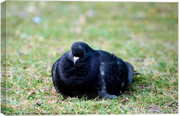 City Dove Resting on the Grass at Hyde Park Canvas Print by Maximilian Newmark