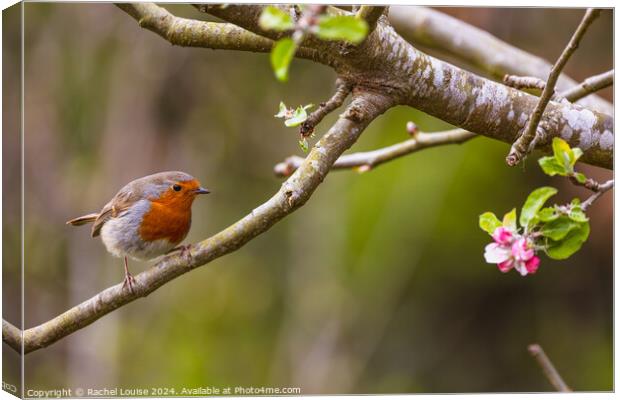 Robin watching a pink flower  Canvas Print by Rachel Louise