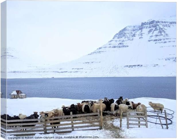 Sheep huddle during snowfall  Canvas Print by Robert Galvin-Oliphant