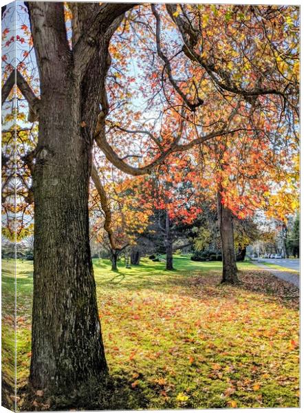 Fall leaves and trees in park Canvas Print by Robert Galvin-Oliphant
