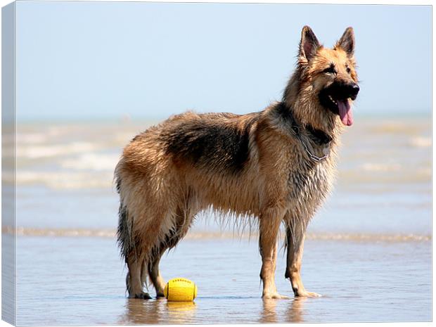 German Sheperd With Yellow Ball Canvas Print by val butcher