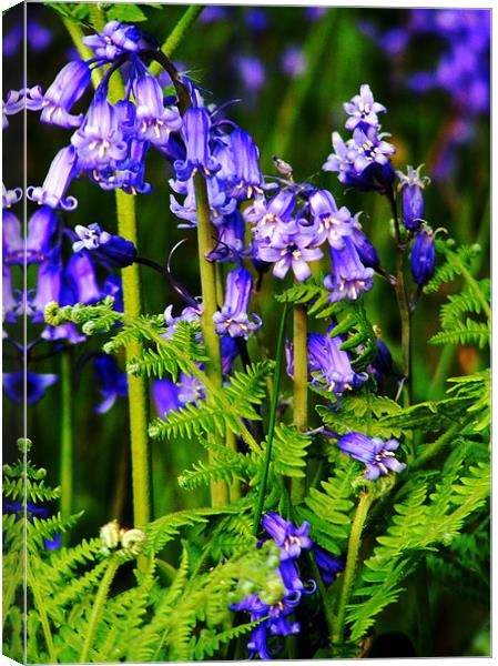 Bluebells with Fern Canvas Print by val butcher