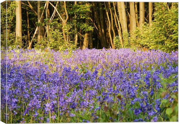Bluebell Woodlands Canvas Print by val butcher