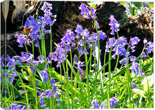 Just Bluebells Canvas Print by val butcher