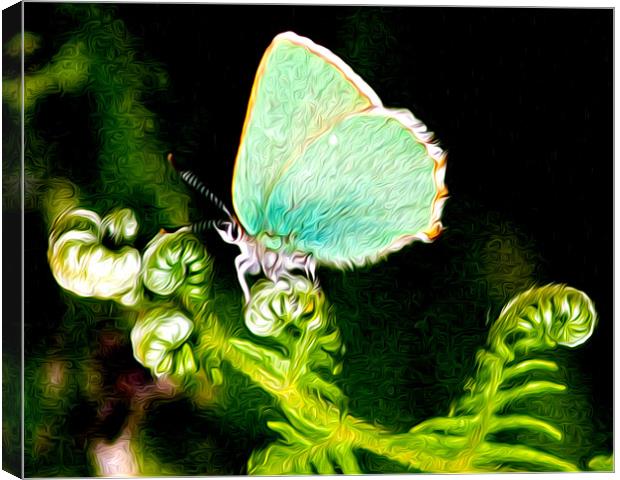 Green Hairstreak Butterfly Canvas Print by val butcher