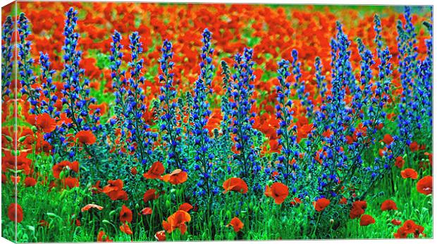 Wild Lupins and Poppies Canvas Print by val butcher