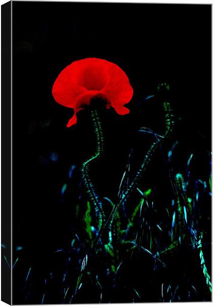 A Red Poppy Canvas Print by val butcher