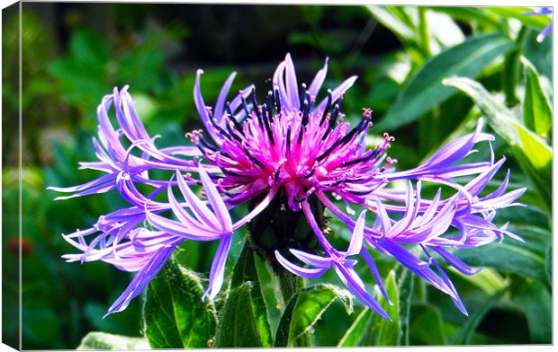 Mountain Knapweed Canvas Print by val butcher