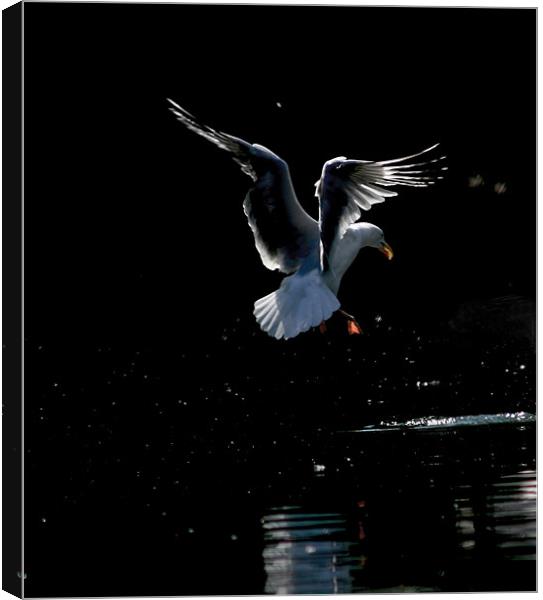 Seagull Landing Canvas Print by val butcher