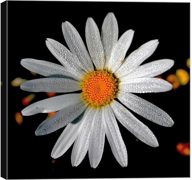 Corn Chamomile with Dewdrops Canvas Print by val butcher
