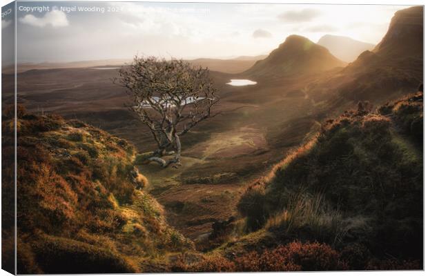 Lone Tree at the Quiraing Canvas Print by Nigel Wooding