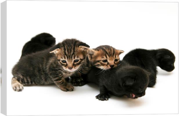 one week old kittens Canvas Print by PhotoStock Israel