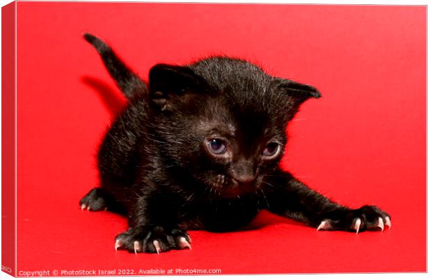 kitten  Canvas Print by PhotoStock Israel