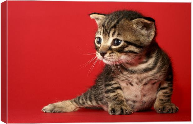 one week old kitten Canvas Print by PhotoStock Israel