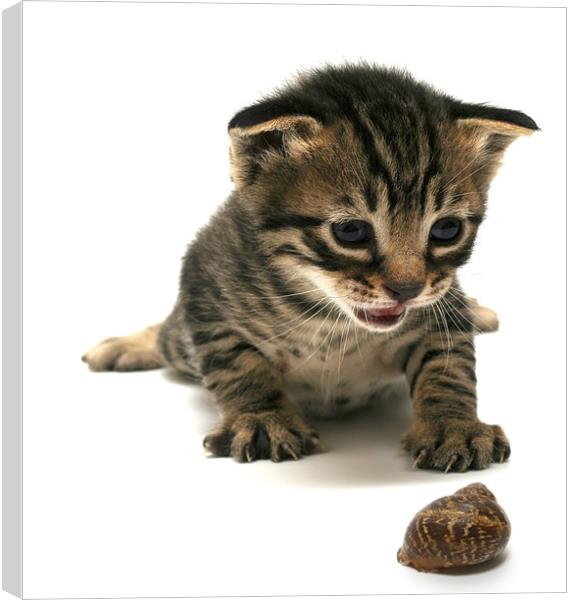 curious  kitten Canvas Print by PhotoStock Israel