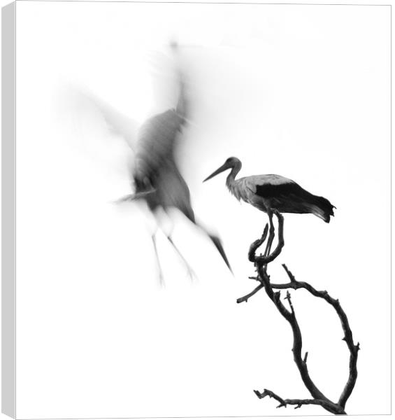 A couple of Storks Canvas Print by PhotoStock Israel