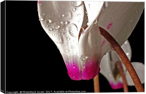 close up of a Persian Violet Cyclamen persicum Canvas Print by PhotoStock Israel