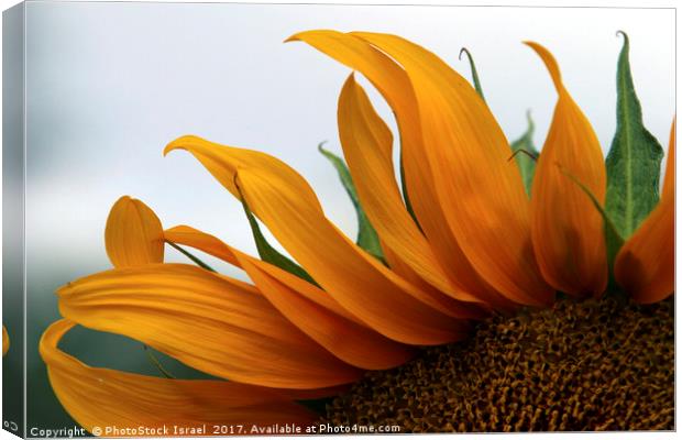 Sunflower Canvas Print by PhotoStock Israel