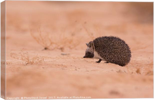 Desert Hedgehog (Paraechinus aethiopicus)  Canvas Print by PhotoStock Israel