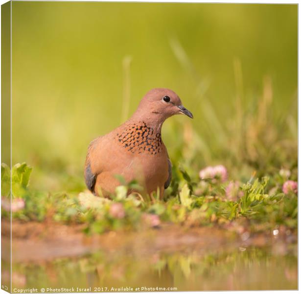 Laughing dove (Streptopelia senegalensis) Canvas Print by PhotoStock Israel