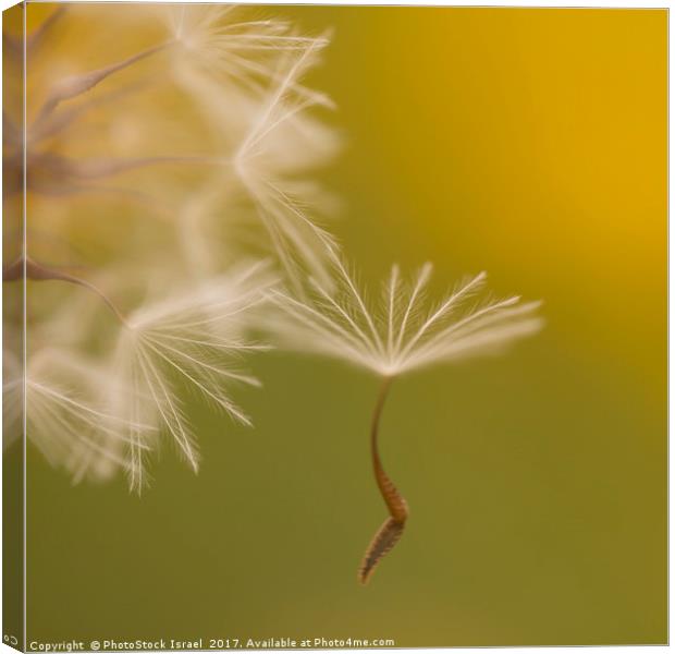 The seed head of a Crepis palaestina Canvas Print by PhotoStock Israel