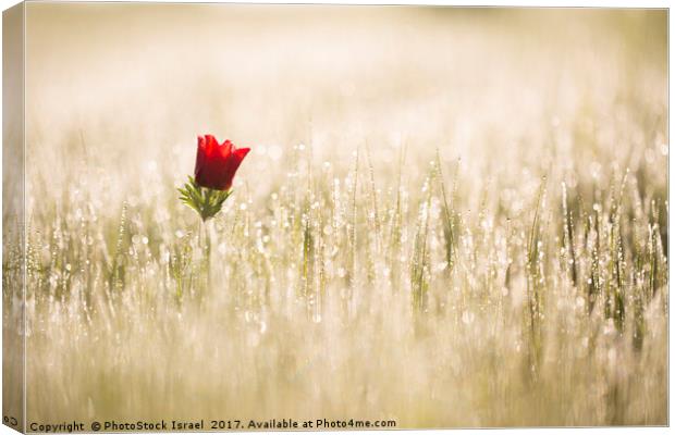 Anemone coronaria (Poppy Anemone) Canvas Print by PhotoStock Israel