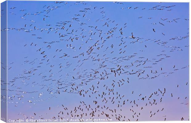 Flock of pelicans  Canvas Print by PhotoStock Israel
