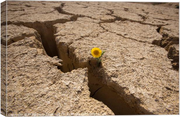 Flowers grows out of dry cracked mud  Canvas Print by PhotoStock Israel