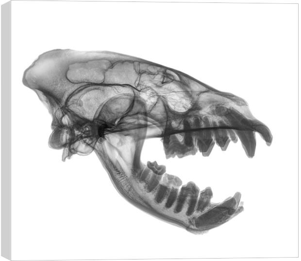 X-ray of a skull of an Hyaena  Canvas Print by PhotoStock Israel