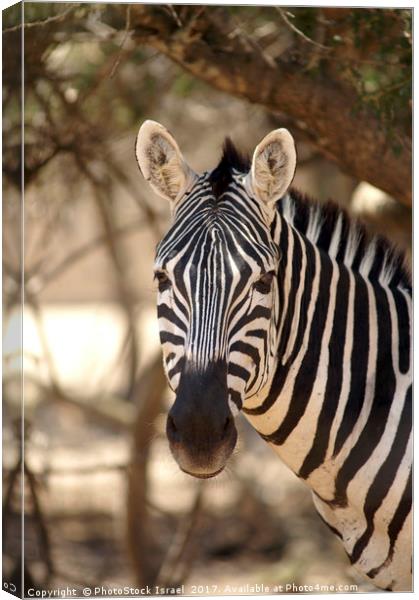 Portrait of a zebra Canvas Print by PhotoStock Israel