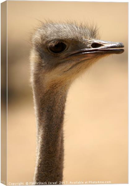 Close up of an ostrich Canvas Print by PhotoStock Israel