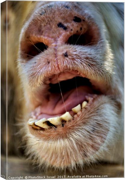 Alpaca Lama pacos, closeup of the mouth and teeth Canvas Print by PhotoStock Israel