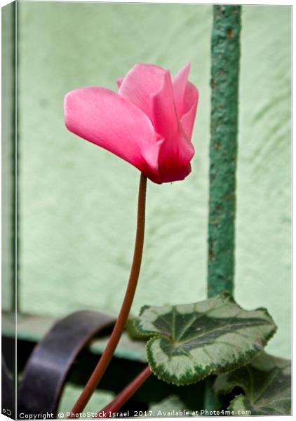 Persian Violet Cyclamen persicum Canvas Print by PhotoStock Israel