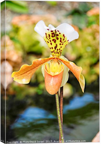Yellow white Orchid Canvas Print by PhotoStock Israel