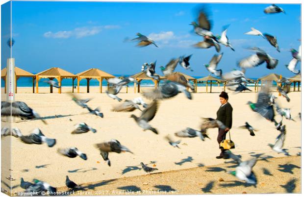 Pigeons on the beach, Tel Aviv, Israel Canvas Print by PhotoStock Israel