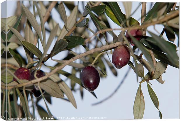 Black Olives on an Olive tree Canvas Print by PhotoStock Israel