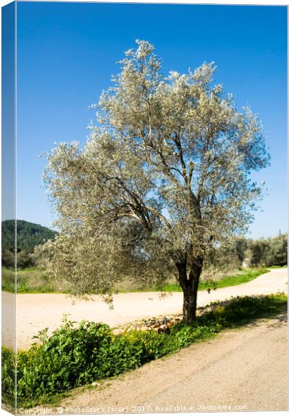 Israel Galilee Olive tree  Canvas Print by PhotoStock Israel
