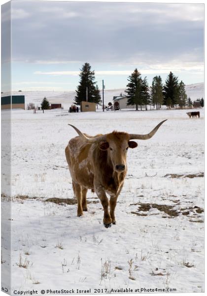 bull in the snow Wyoming WY USA Canvas Print by PhotoStock Israel