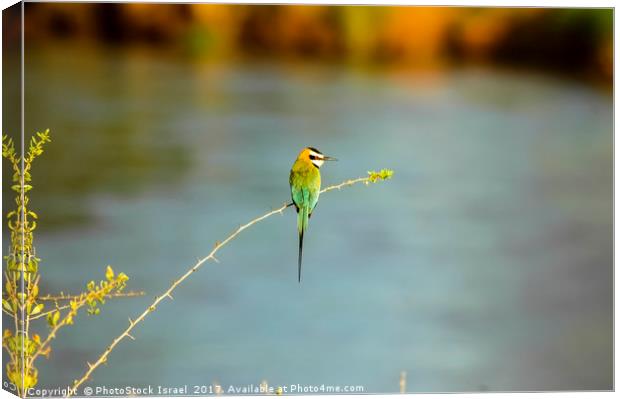 White-throated Bee-eater Canvas Print by PhotoStock Israel