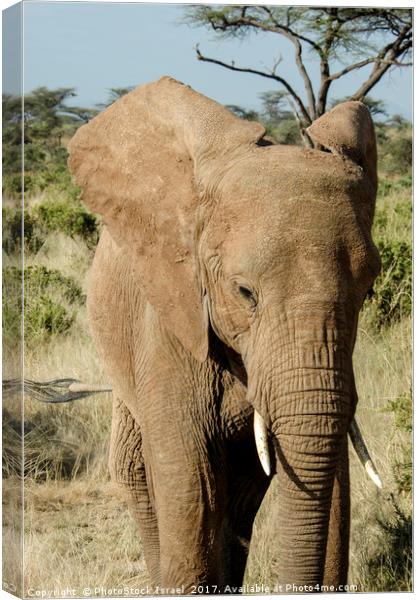 Elephant, Samburu, Kenya Canvas Print by PhotoStock Israel