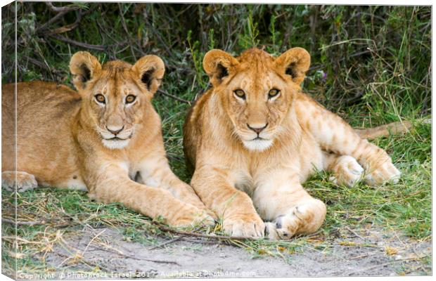 Lion cubs (Panthera leo)  Canvas Print by PhotoStock Israel