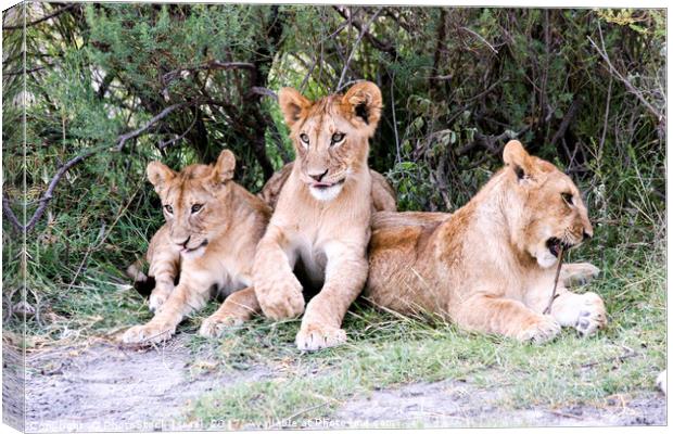 Lion cubs (Panthera leo)  Canvas Print by PhotoStock Israel